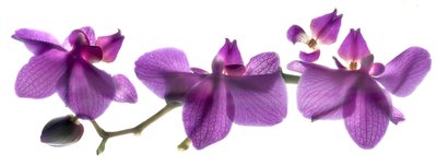Orchid Row by Julia McLemore
